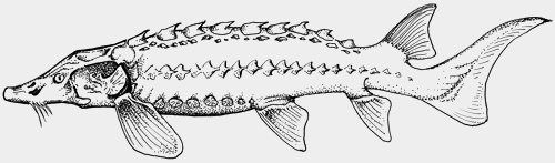 sturgeon sturgeon